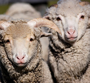 The World's rarest & most distinctive natural fibre